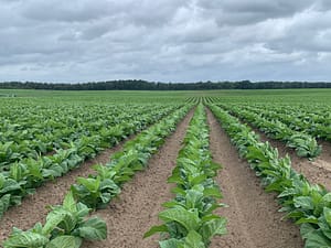 Cabbage