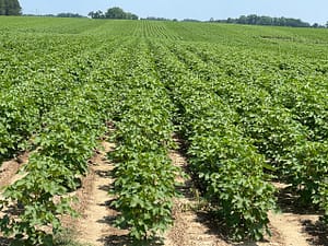 Soybeans